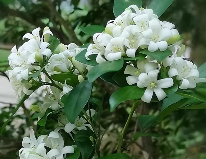 Nhà có cây hoa quế thường trở nên nhộn nhịp, khách khứa đến để ngắm hoa và thưởng hương. Chính vì thế, cây hoa quế thực sự có sức hút đặc biệt, đúng như ý nghĩa 'thu hút quý nhân" mà nó đại diện.