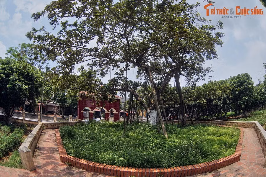 Sau ngày 31/1/1965 lịch sử ấy, các cụ già làng Đông Hội thay nhau chăm sóc cây đa Bác trồng. Cây đa ngày càng lớn, bà con bảo nhau xây tường gạch bao quanh gò, có đường lên xây bậc rất dễ đi.