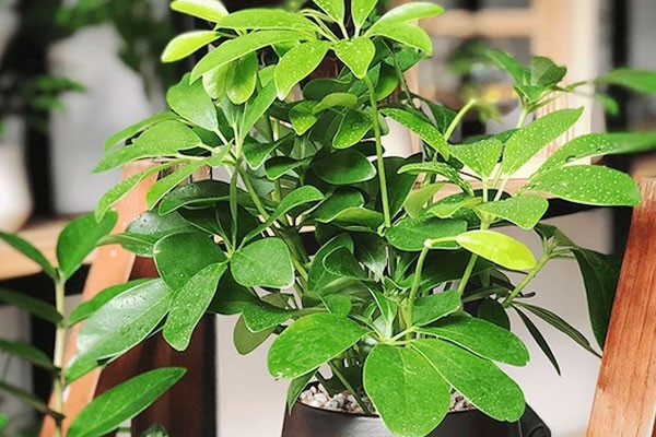 Muốn cây đẹp hơn, hãy cắt ngọn và bón phân định kỳ: Cắt ngọn giúp cây phân nhánh đều, tán tròn đẹp. Bón thêm phân đạm nhẹ như urê sẽ thúc đẩy tăng trưởng, tăng giá trị phong thủy và thẩm mỹ.