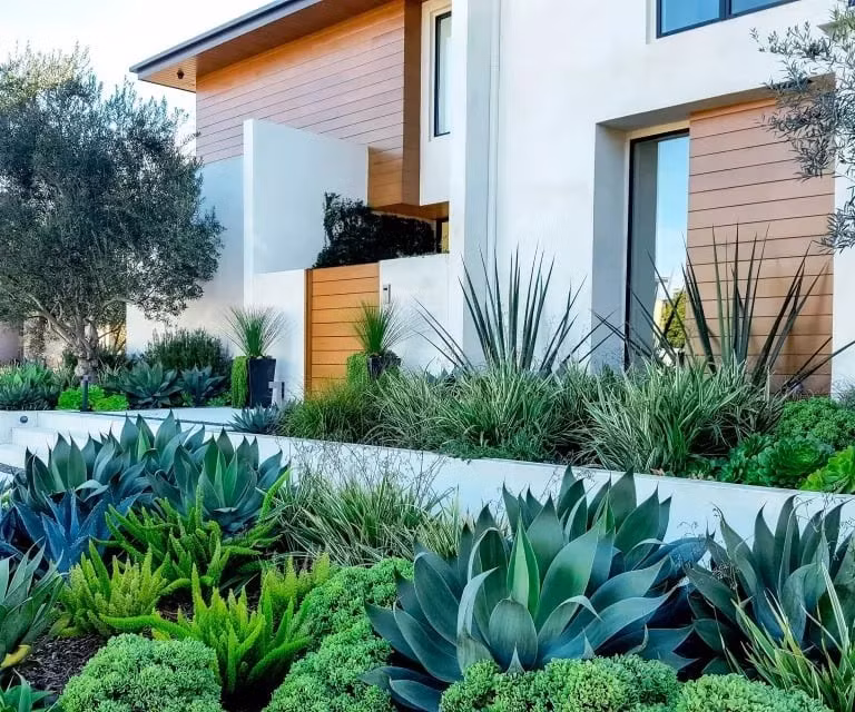 1. Cây Thùa – Lưỡi rồng uy nghi, trấn trạch giữ nhà: Cây thùa nổi bật với hình dáng lạ mắt: lá dày, cứng, viền răng cưa như lưỡi rồng, xếp tầng như hoa hồng nở rộ. Dưới nắng, nó ánh lên vẻ sống động mạnh mẽ.