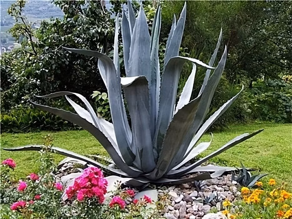 Loài cây này có thể cao tới 6–7 mét, tuổi thọ bền bỉ, được ví như “máy lọc không khí sống” khi hấp thụ độc tố và nhả oxy cực hiệu quả.