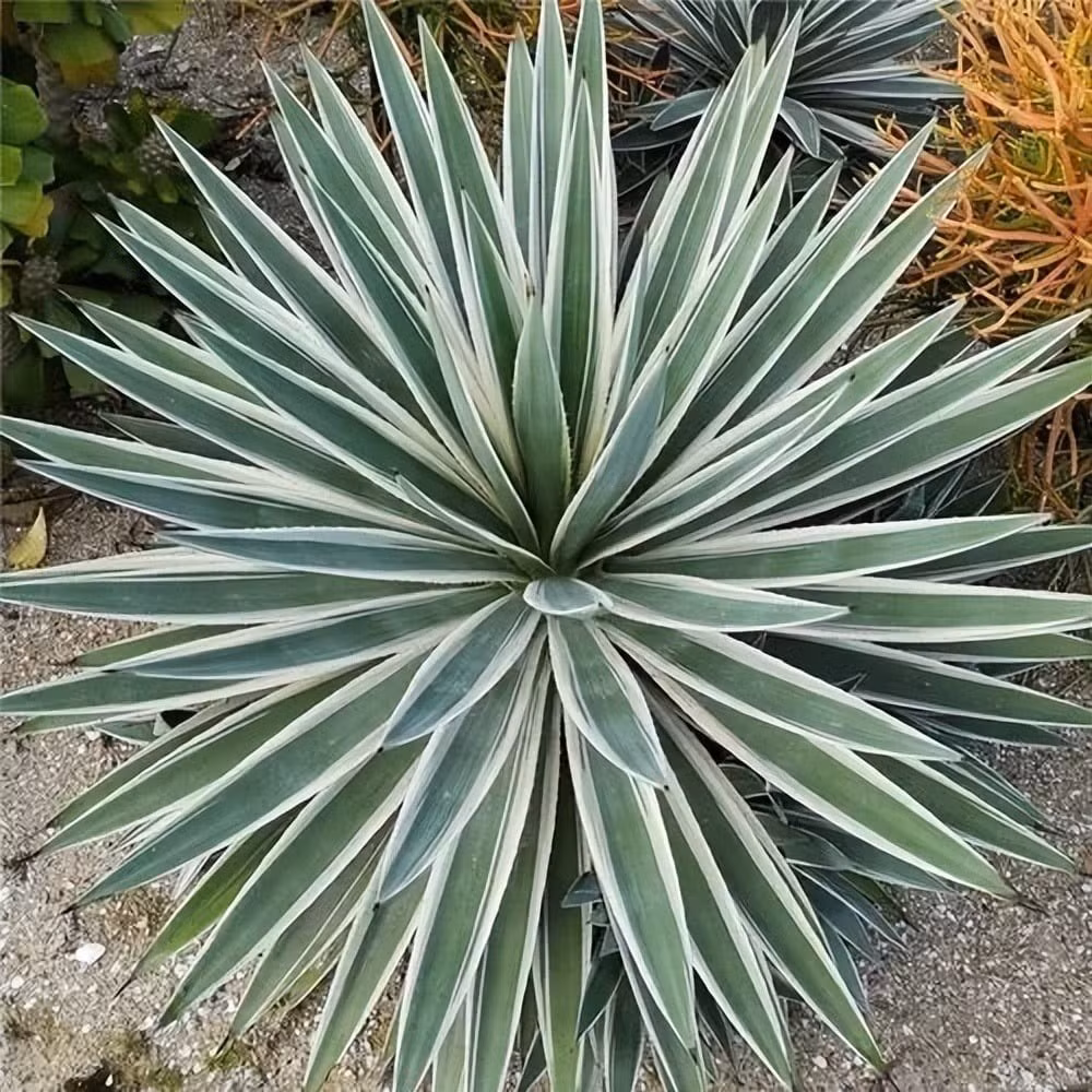 Với ngoại hình mạnh mẽ, cây thùa được xem là “vệ thần phong thủy” – hóa giải sát khí, trấn an long mạch. Đặt trước cửa nhà, cây giúp hút tài lộc và giữ bình an cho gia đạo.