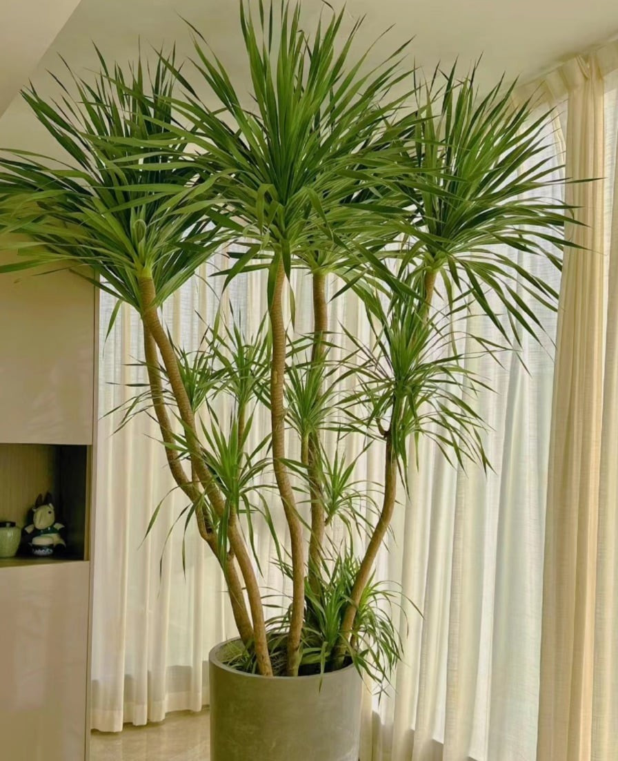 Cây ưa ánh sáng mạnh, thích hợp đặt gần cửa sổ hoặc ban công. Với tuổi thọ rất dài, huyết rồng còn là biểu tượng của sự bền bỉ qua nhiều thế hệ.