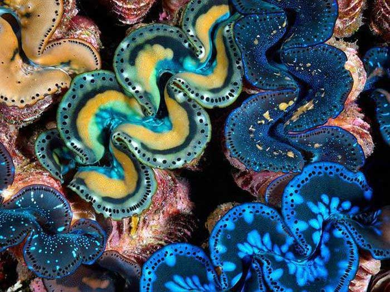 Chúng có màu sắc vô cùng sặc sỡ. Đặc biệt, chúng có thể sống tới 100 năm.