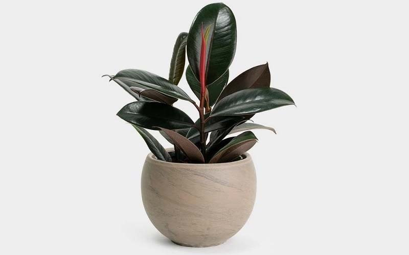 Đa búp đỏ cực kỳ dễ chăm sóc, chịu hạn và chịu bóng tốt, có thể nhiều ngày không cần tưới nước. Chỉ cần lau lá định kỳ và tránh gió lạnh mạnh, cây sẽ luôn xanh tốt, là lựa chọn lý tưởng cho những gia chủ bận rộn.