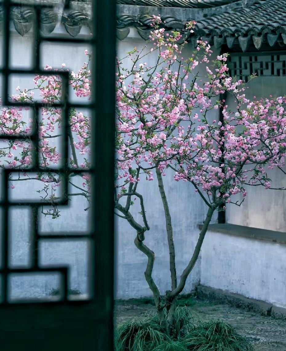 Không chỉ đẹp, loài cây này còn rất dẻo dai. Qua nhiều năm chăm sóc, thân cây vững vàng hơn, tán rộng hơn, hoa mỗi mùa lại thêm rực rỡ. Hương thơm thoang thoảng lan trong gió khiến không gian trở nên dịu dàng, thư thái.