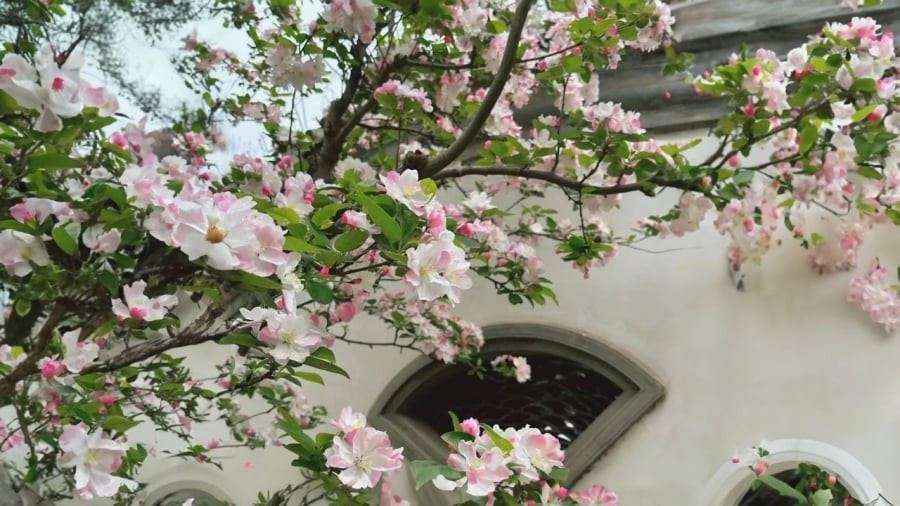 Với nhiều gia đình, tây phủ hải đường là biểu tượng của hy vọng và khởi đầu mới. Mỗi mùa hoa nở là một mùa sum vầy, là khoảnh khắc đáng nhớ được lưu giữ theo năm tháng.