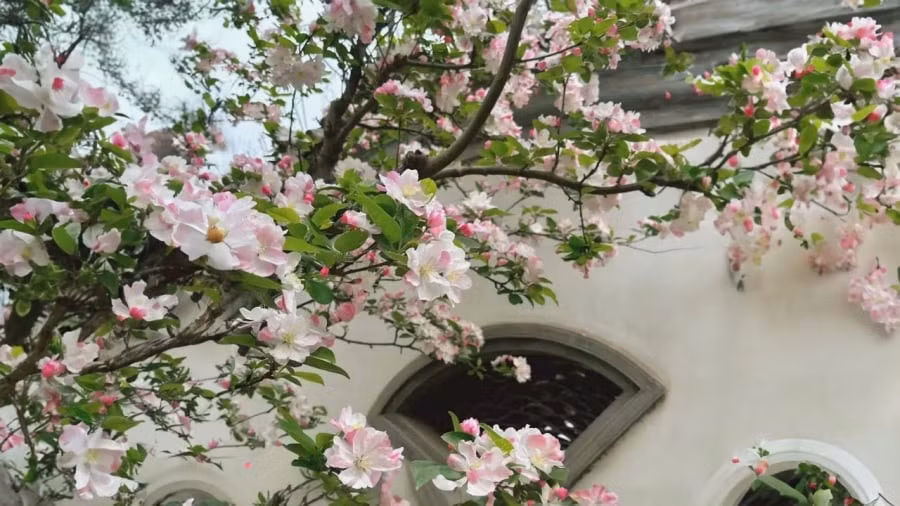 Với nhiều gia đình, tây phủ hải đường là biểu tượng của hy vọng và khởi đầu mới. Mỗi mùa hoa nở là một mùa sum vầy, là khoảnh khắc đáng nhớ được lưu giữ theo năm tháng.