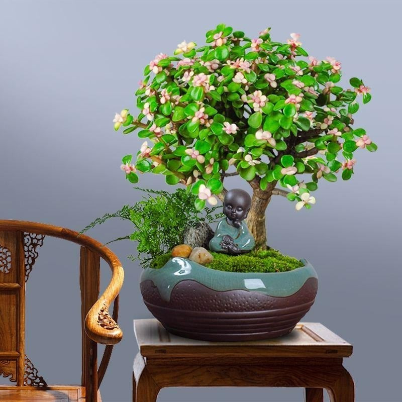 5. Cành vàng lá ngọc – biểu tượng cao quý, gia đạo hòa thuận: “Cành vàng lá ngọc” gợi hình ảnh sang trọng, thanh lịch với thân chắc khỏe, lá xanh bóng quanh năm. Sự kết hợp giữa “vàng” và “ngọc” tượng trưng cho gia đình cao quý, êm ấm và hòa thuận, rất được ưa chuộng trưng bày trong không gian sống.