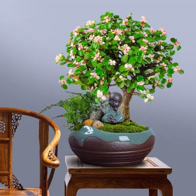 5. Cành vàng lá ngọc – biểu tượng cao quý, gia đạo hòa thuận: “Cành vàng lá ngọc” gợi hình ảnh sang trọng, thanh lịch với thân chắc khỏe, lá xanh bóng quanh năm. Sự kết hợp giữa “vàng” và “ngọc” tượng trưng cho gia đình cao quý, êm ấm và hòa thuận, rất được ưa chuộng trưng bày trong không gian sống.