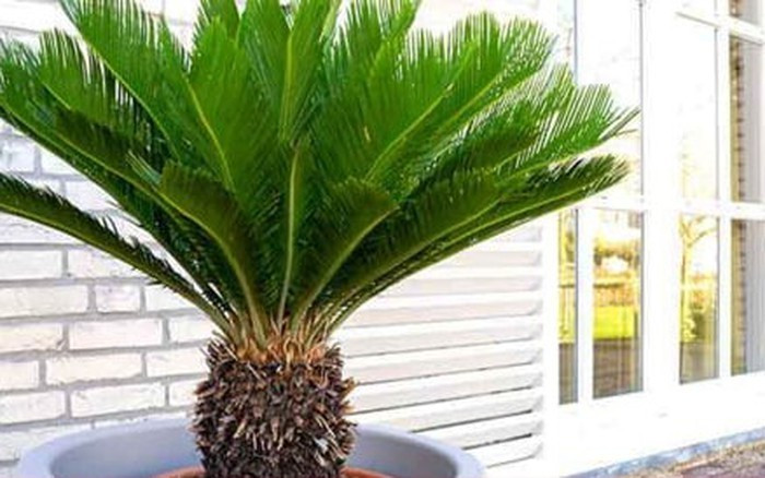 Giá trị phong thủy: Cây có khả năng trấn trạch, xua tà khí, mang lại sự vững vàng cho ngôi nhà. Đặt trước cửa hoặc gần bếp để tăng bình an và hút tài lộc. Chăm sóc: Ưa đất hơi chua, thoát nước tốt; sống khỏe trong khoảng 20–30°C. Cây rất ưa sáng, chỉ cần đặt ngoài sân hoặc ban công là phát triển mạnh.