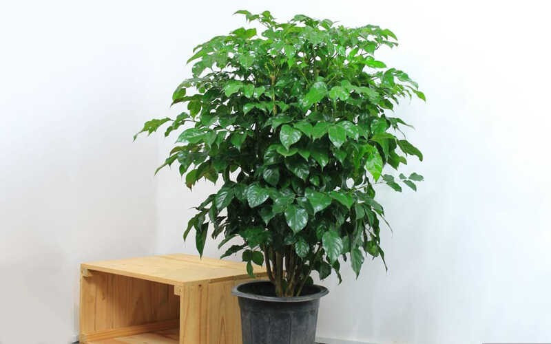 Trong phong thủy, cây hạnh phúc mang tên gọi cát tường, tượng trưng cho sự hòa thuận, viên mãn và tài lộc sung túc. Người ta tin rằng trồng cây hạnh phúc trong nhà không chỉ giúp các thành viên thêm gắn kết mà còn thu hút năng lượng tích cực, đem lại may mắn và sự thịnh vượng cho cả gia đình.