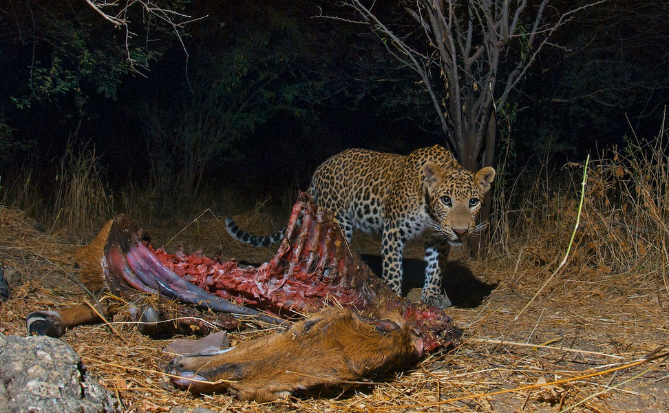 “Khi báo hoa mai giết gia súc của người Rabaris, cộng đồng này sẽ không hề chống lại hay trả thù chúng. Họ tin rằng thần Shiva sẽ làm tăng số lượng gia súc kia và coi những gia súc bị giết như một lễ vật dâng lên lãnh chúa”, Dilip Singh Deora người điều hành một vườn thú địa phương cho biết.