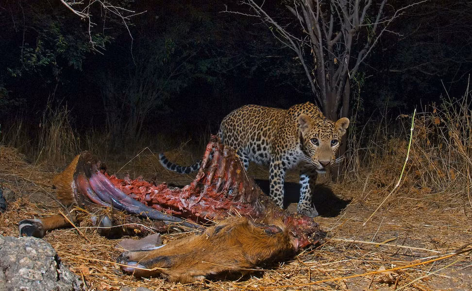 “Khi báo hoa mai giết gia súc của người Rabaris, cộng đồng này sẽ không hề chống lại hay trả thù chúng. Họ tin rằng thần Shiva sẽ làm tăng số lượng gia súc kia và coi những gia súc bị giết như một lễ vật dâng lên lãnh chúa”, Dilip Singh Deora người điều hành một vườn thú địa phương cho biết.