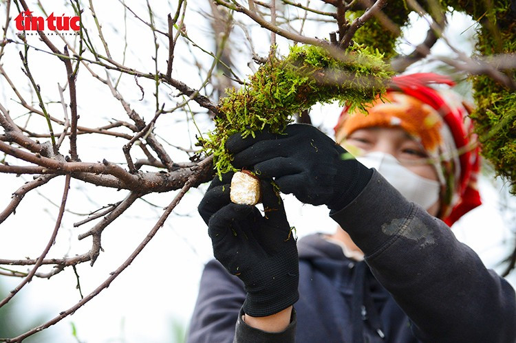 Nông dân tỉ mỉ chỉnh sửa cành, tạo dáng cho đào cổ thụ nhằm đảm bảo cây nở hoa đẹp đúng dịp Tết.
