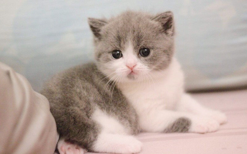 Về sự nghiệp, quý nhân xuất hiện đúng lúc giúp tuổi Mão tháo gỡ những vướng mắc còn tồn đọng. Tài chính ổn định hơn, có cơ hội gia tăng nguồn thu ngoài mong đợi.