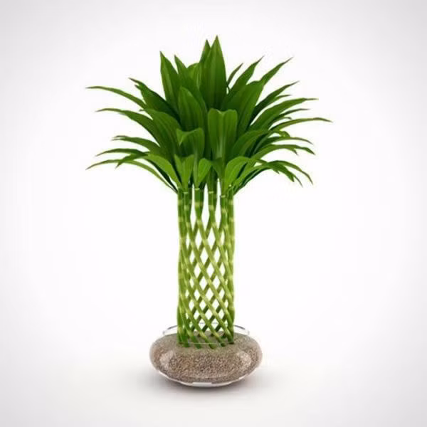 Tránh nắng gắt chiếu thẳng vì lá dễ cháy. Cây thích ẩm nhưng không chịu úng nên bạn chỉ cần phun sương giữ ẩm mặt lá và để giá thể thoáng. Mùa lạnh nên giữ nhiệt độ trên 5 độ C là an tâm. Với người mới, đây là lựa chọn hiền lành mà vẫn sang.