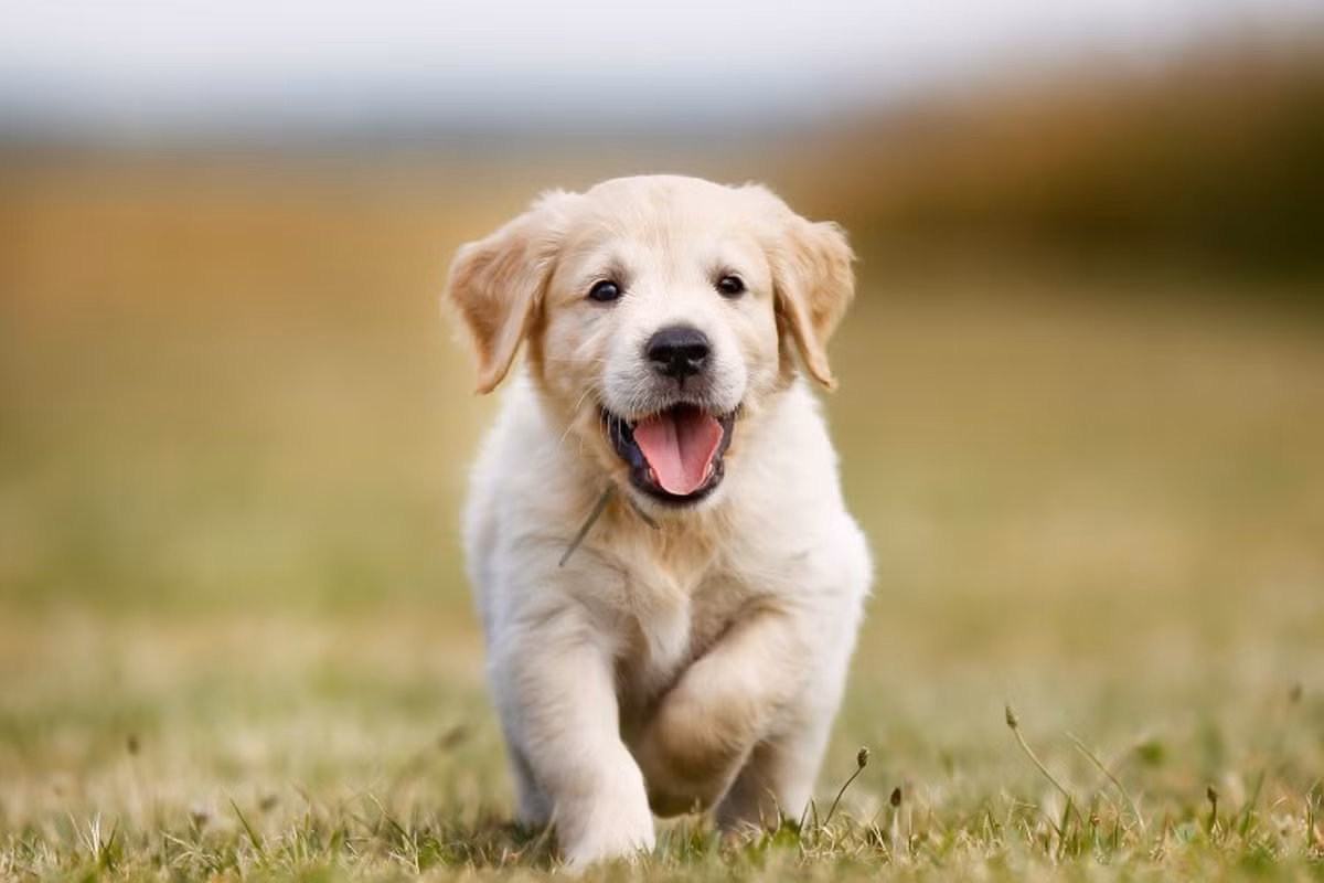 Lời khuyên: Hãy tìm "đồng minh". Đừng đơn độc chiến đấu. Hãy mở lòng tìm kiếm những người thầy, người bạn đồng hành tin cậy. Khi chuẩn bị cho một kế hoạch, hãy dự trù cho những tình huống xấu nhất. Sự chuẩn bị kỹ càng và sự hỗ trợ từ tập thể sẽ giúp bạn vững vàng.