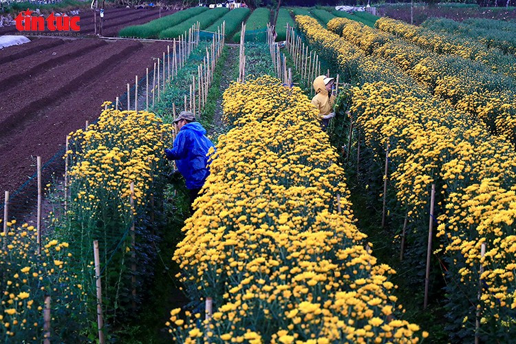 Những luống hoa cúc vàng rực được chăm sóc kỹ lưỡng giữa rét đậm, rét hại
