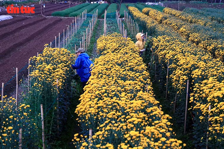Những luống hoa cúc vàng rực được chăm sóc kỹ lưỡng giữa rét đậm, rét hại