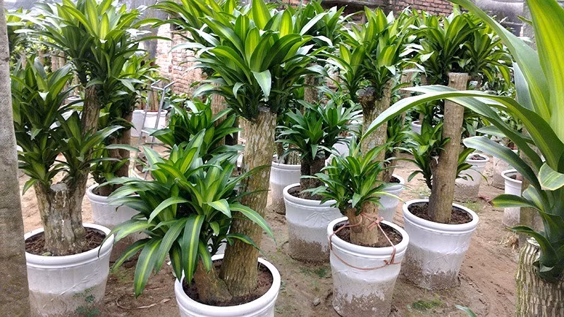 Loài cây này giúp gia chủ và con cháu vững bước trên con đường học hành – sự nghiệp. Vị trí đặt: Gần cửa ra vào hoặc sát tường phòng khách.