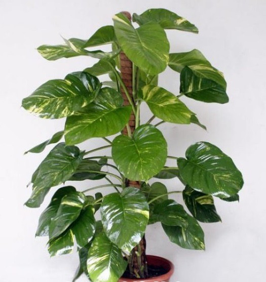 Trong phong thủy, vạn niên thanh còn liên kết với tình yêu và hôn nhân. Người ta tin rằng, trồng cây giúp gia tăng tình cảm vợ chồng, tạo sự hài hòa và gắn kết.