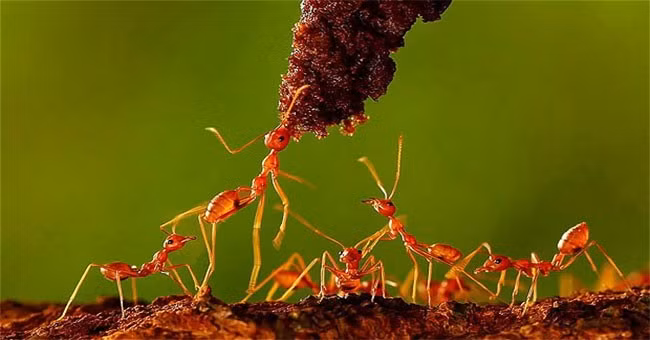 Hiện tượng kiến bò dài hàng đàn là dấu hiệu trời mưa lớn đang tới. Kinh nghiệm dân gian đã đúc kết: “Kiến càng bò cao, trời càng mưa lâu.”