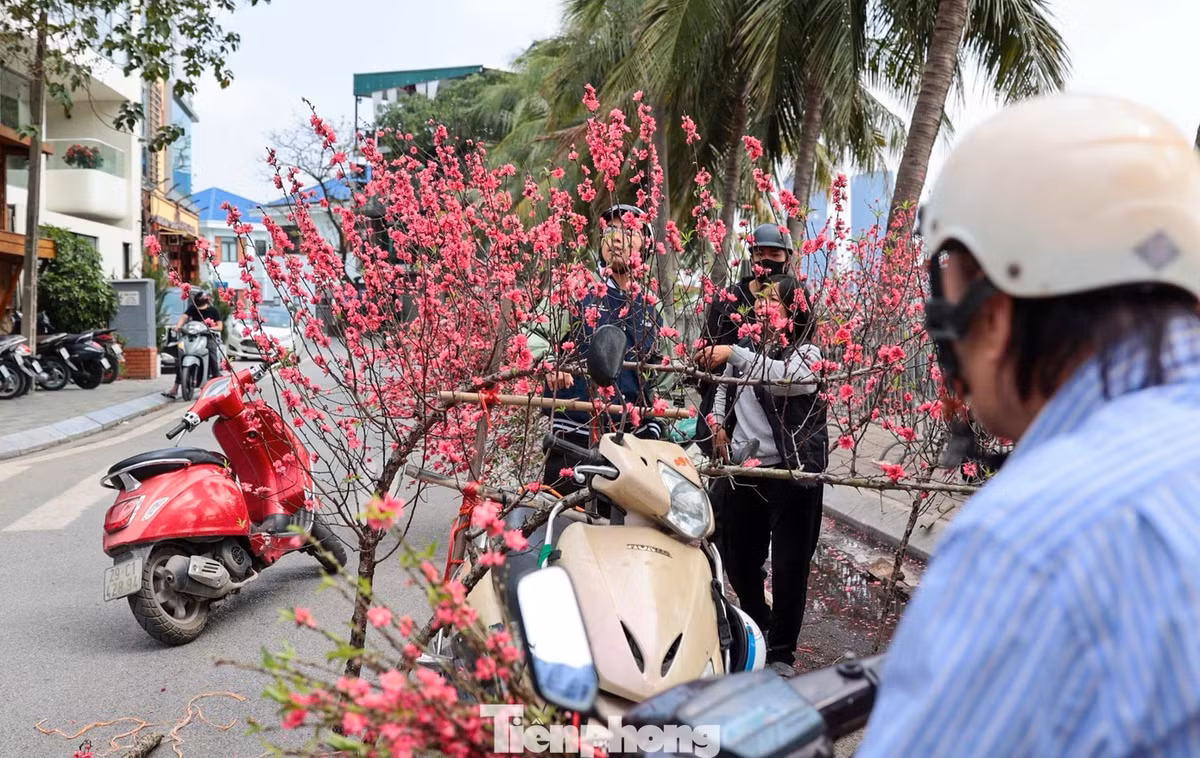 Đào dáng huyền, kích thước nhỏ gọn được ưa chuộng nhờ phù hợp căn hộ chung cư. Các cành nhỏ hơn có giá vài trăm nghìn đồng, tùy độ nở và thế cây.