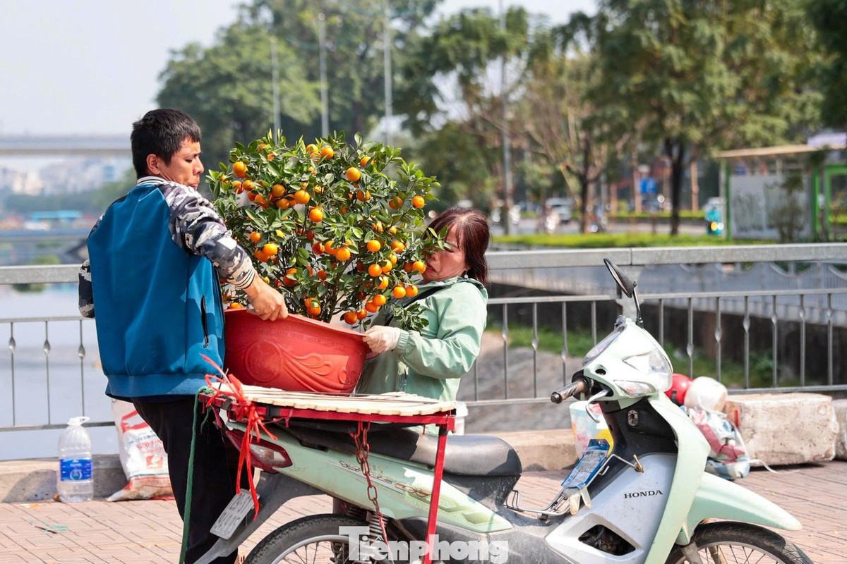 Ngoài quất mini, quất bonsai và quất cỡ trung cũng giảm 30-40%. Người mua chủ yếu chọn cây sai quả, tán tròn, ít rụng lá. Một số tiểu thương cho biết lượng bán ra ngày 29 Tết tăng gấp đôi so với ngày trước đó.