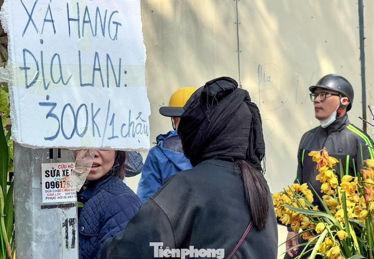 Địa lan - loại hoa những năm gần đây được nhiều gia đình phía Bắc lựa chọn, xuất hiện tại nhiều điểm bán. Tuy nhiên sức mua chậm hơn đào và quất. Nhiều chậu giảm giá tới 50% nhưng lượng khách hỏi mua không nhiều.