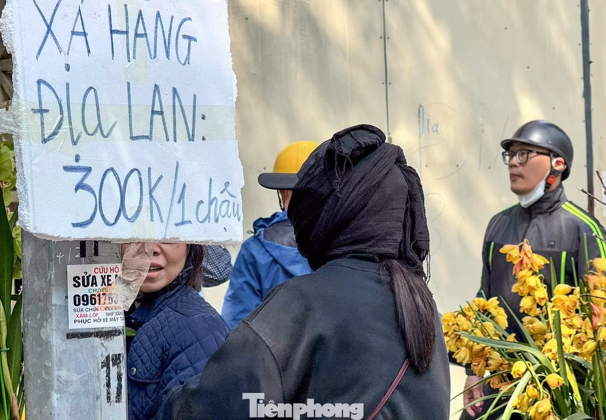 Địa lan - loại hoa những năm gần đây được nhiều gia đình phía Bắc lựa chọn, xuất hiện tại nhiều điểm bán. Tuy nhiên sức mua chậm hơn đào và quất. Nhiều chậu giảm giá tới 50% nhưng lượng khách hỏi mua không nhiều.