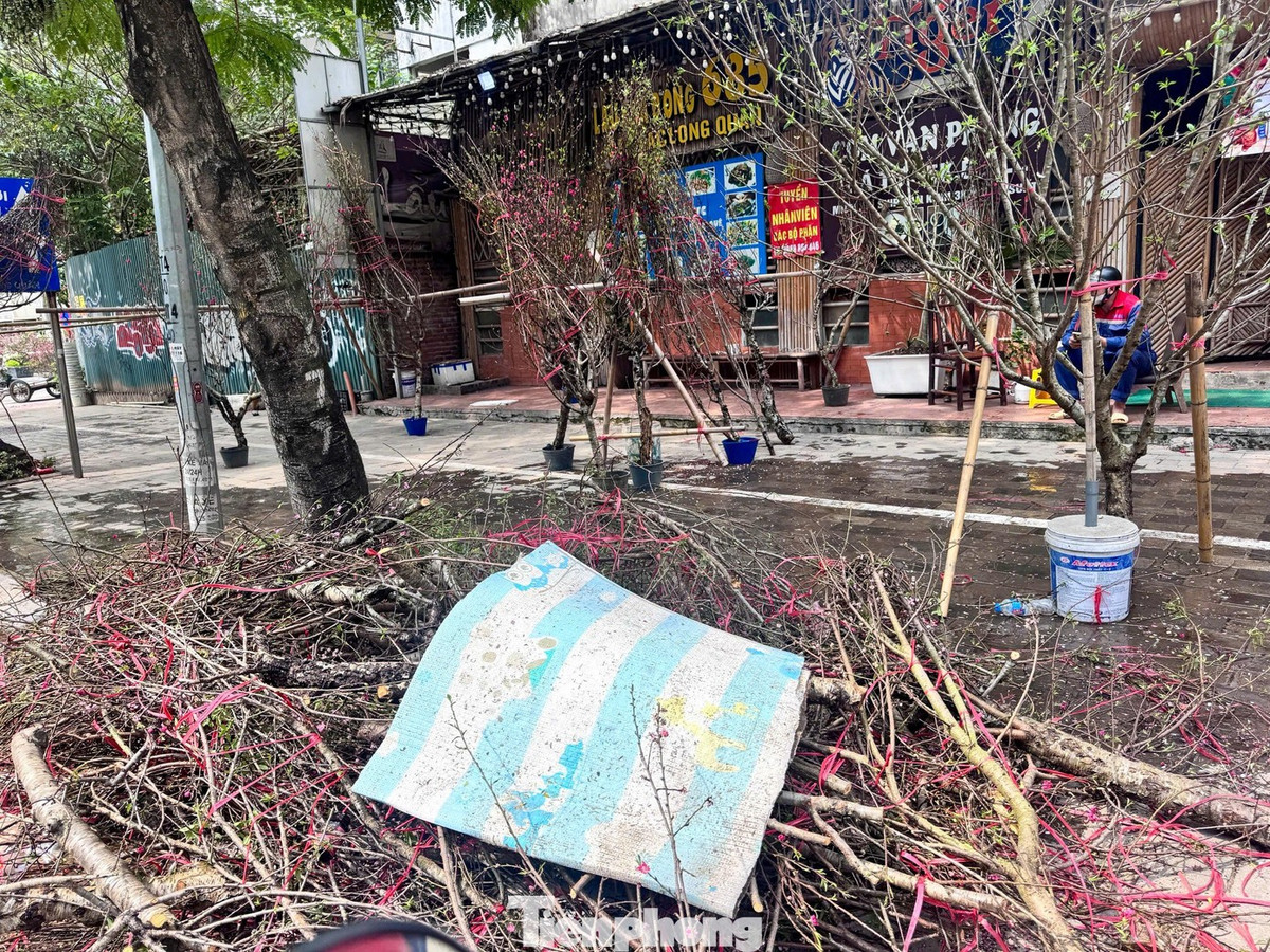 Tại khu vực quanh sân vận động Mỹ Đình, đường Lạc Long Quân từ đầu ngày, xe máy dựng kín vỉa hè. Nhiều gian đào treo biển “đồng giá 500.000 đồng/cành” cho các mẫu tầm trung. So với giai đoạn cao điểm 25-27 Tết, mức giá này giảm khoảng 30-50%.