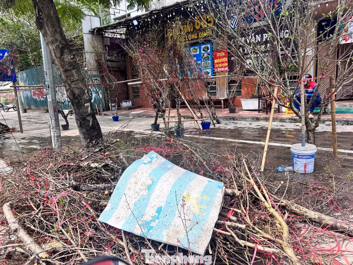 Tại khu vực quanh sân vận động Mỹ Đình, đường Lạc Long Quân từ đầu ngày, xe máy dựng kín vỉa hè. Nhiều gian đào treo biển “đồng giá 500.000 đồng/cành” cho các mẫu tầm trung. So với giai đoạn cao điểm 25-27 Tết, mức giá này giảm khoảng 30-50%.