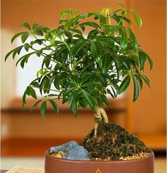 Cây cảnh giúp tăng năng suất học tập và làm việc: Đặt cây trong phòng học hoặc phòng làm việc giúp tăng tập trung, cải thiện tâm trạng, giảm stress và hỗ trợ sự phát triển sự nghiệp bền vững.