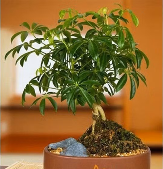 Cây cảnh giúp tăng năng suất học tập và làm việc: Đặt cây trong phòng học hoặc phòng làm việc giúp tăng tập trung, cải thiện tâm trạng, giảm stress và hỗ trợ sự phát triển sự nghiệp bền vững.