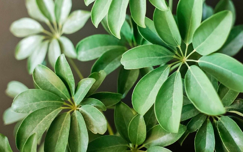 Dễ trồng, dễ chăm – phù hợp nhiều điều kiện khí hậu: Ngũ gia bì sinh trưởng tốt ở 15–28°C, ưa sáng nhưng không chịu được nắng gắt. Chỉ cần giữ đất ẩm và tưới đúng lúc, cây sẽ luôn xanh tốt.