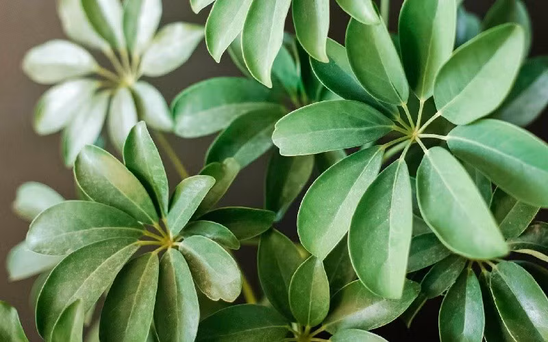 Dễ trồng, dễ chăm – phù hợp nhiều điều kiện khí hậu: Ngũ gia bì sinh trưởng tốt ở 15–28°C, ưa sáng nhưng không chịu được nắng gắt. Chỉ cần giữ đất ẩm và tưới đúng lúc, cây sẽ luôn xanh tốt.