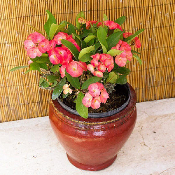 Bát tiên không cần bón phân nhiều, mỗi tháng chỉ cần một lần phân pha loãng là đủ để duy trì chu kỳ ra hoa. Khi cắt tỉa, nhớ đeo găng tay để tránh bị gai đâm.