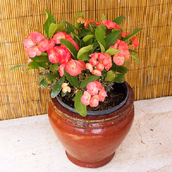 Bát tiên không cần bón phân nhiều, mỗi tháng chỉ cần một lần phân pha loãng là đủ để duy trì chu kỳ ra hoa. Khi cắt tỉa, nhớ đeo găng tay để tránh bị gai đâm.