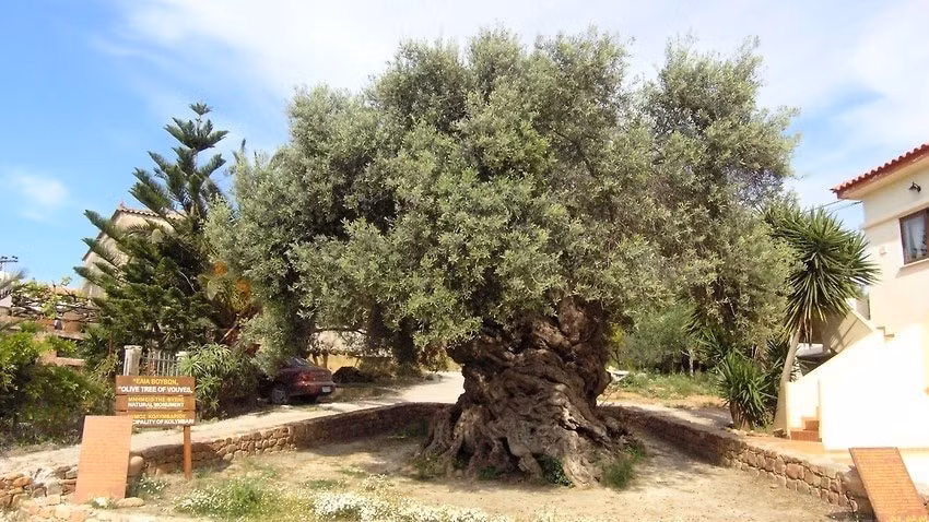 Trong phong thủy, cây ô liu đại diện cho hòa bình, hy vọng, may mắn và sức sống dồi dào. Trồng ô liu trong sân giúp mang lại sự hài hòa, bền vững cho gia đạo.