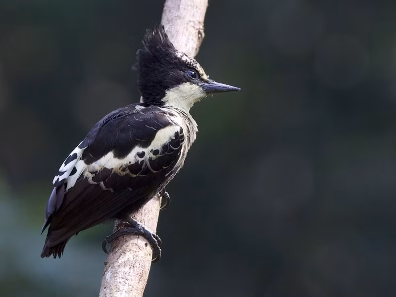 Chim gõ kiến đen họng trắng (Hemicircus canente) dài 15 - 17cm, là loài định cư không phổ biến tại Nam Trung Bộ và Nam Bộ (VQG Cát Tiên, Yok Đôn). Chúng sống ở rừng khô rụng lá, rừng lá rộng thường xanh, bán thường xanh, rừng tre nứa.