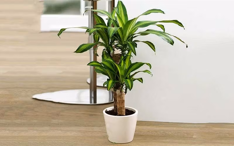  7. Cây thiết mộc lan: Thiết mộc lan còn gọi là cây phát tài, thân cứng cáp, lá xanh pha vàng tượng trưng cho sự hòa hợp giữa trời và đất. Nếu trồng thiết mộc lan trước nhà, mỗi khi cây ra hoa, đó là điềm báo may mắn, báo hiệu công việc thuận lợi, tiền bạc dồi dào.