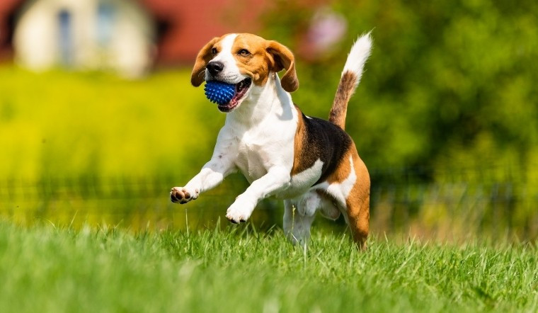 Con giáp này không phô trương hay mạo hiểm, nhưng từng khoản thu đều mang lại cảm giác chắc chắn, an toàn. Đặc biệt, quý nhân của con giáp này thường là đồng nghiệp lớn tuổi hoặc cấp trên ở bộ phận khác, chỉ cần một lời công nhận đơn giản cũng đủ mở ra những cơ hội mới, giúp tài vận của tuổi Tuất ngày càng vững vàng.