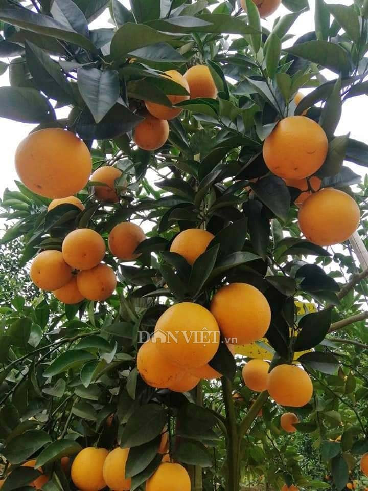 Không chỉ tượng trưng may mắn, quả cam giàu vitamin C, lá và hoa tỏa hương dễ chịu, mang lại bầu không khí tươi mát, giúp gia đình thêm khỏe mạnh và tràn đầy sinh khí.