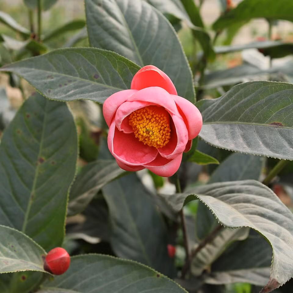  2. Hoa hải đường: Hoa hải đường có vẻ ngoài kiêu sa với sắc đỏ, hồng hoặc trắng tinh tế, thường nở rộ vào đầu xuân. Trong phong thủy, hải đường đại diện cho sự phú quý, hạnh phúc và hòa hợp trong gia đình.