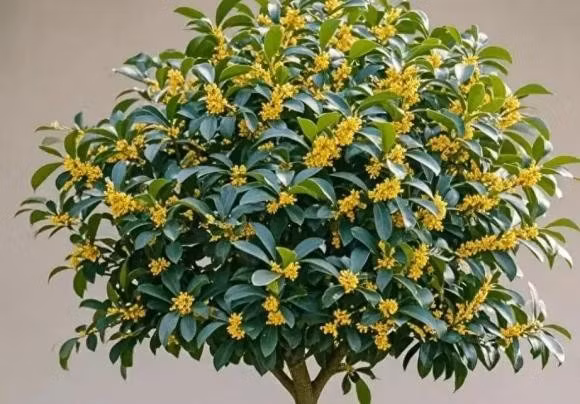 Theo quan niệm dân gian, “ra cửa gặp quý nhân, về nhà có lộc thơm”. Trồng hoa mộc giúp gia đình thêm hòa khí, vượng nhân duyên và thu hút tài lộc.