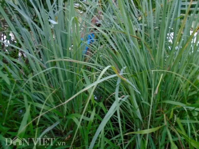 Bạn có thể trồng sả quanh hàng rào, hiên nhà hoặc trong chậu đặt nơi cửa ra vào. Mẹo hay: Trồng xen kẽ sả và tỏi để tăng hiệu quả xua rắn, đuổi muỗi và gián.