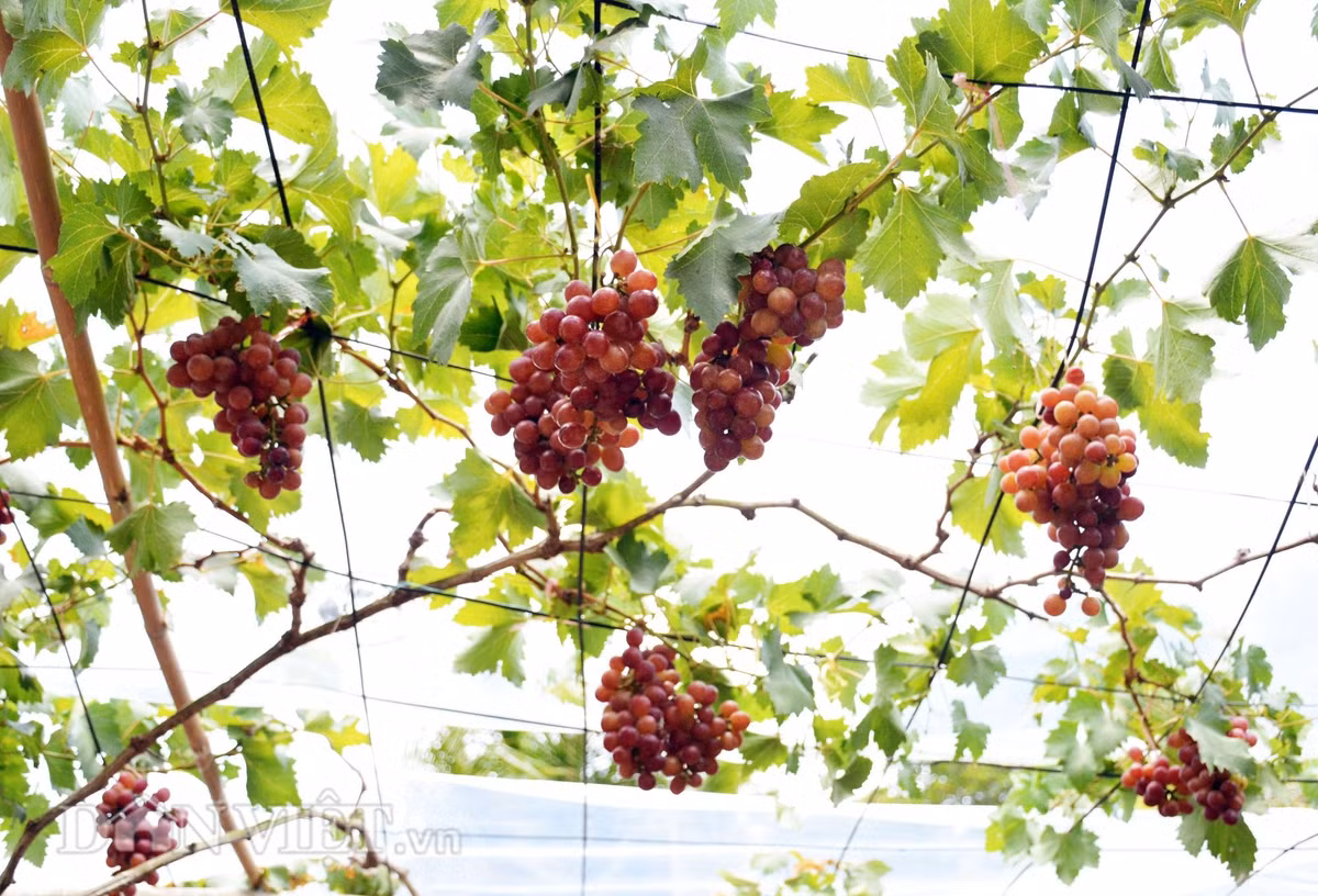 Về mặt thẩm mỹ, giàn nho xanh mướt, lá xum xuê che bóng mát, quả tròn mọng rủ xuống thành chùm, tạo nên cảnh quan rất đặc biệt cho sân vườn. Về mặt giá trị sử dụng, nho cũng được ưa chuộng bởi vị ngọt thanh, giàu dưỡng chất, có thể ăn tươi hoặc dùng trong chế biến rượu vang, bánh kẹo, thậm chí cả mỹ phẩm và dược liệu.