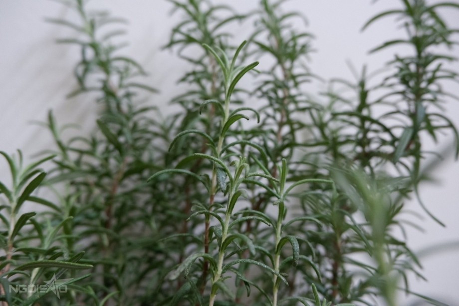 Ngoài làm cảnh, hương thảo còn được dùng để nêm món ăn, nhất là các món nướng – vừa tốt cho sức khỏe, vừa tăng khẩu vị.