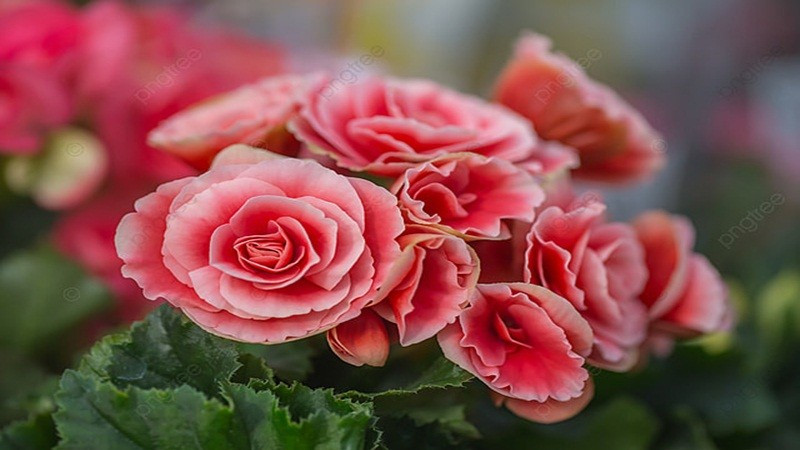 5. Thu hải đường: Với người hướng đến con đường học hành hay công danh, hải đường hoa là lựa chọn mang nhiều tầng nghĩa. Tên "đường" đồng âm với "đường đường chính chính" và cũng gợi nên ý "vinh hoa đầy nhà". Cây có khả năng chịu lạnh, chịu đổi thời tiết, tượng trưng cho sự bền bỉ và tinh thần đi đến cùng.